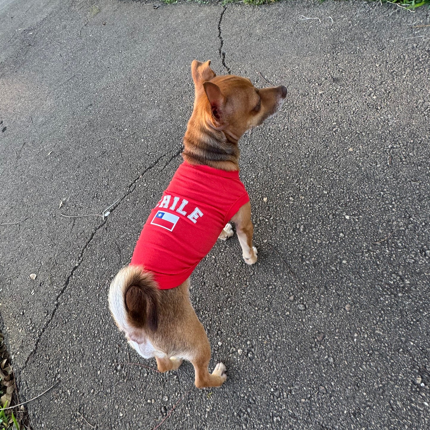 Ropa de perro - Estampado Chile